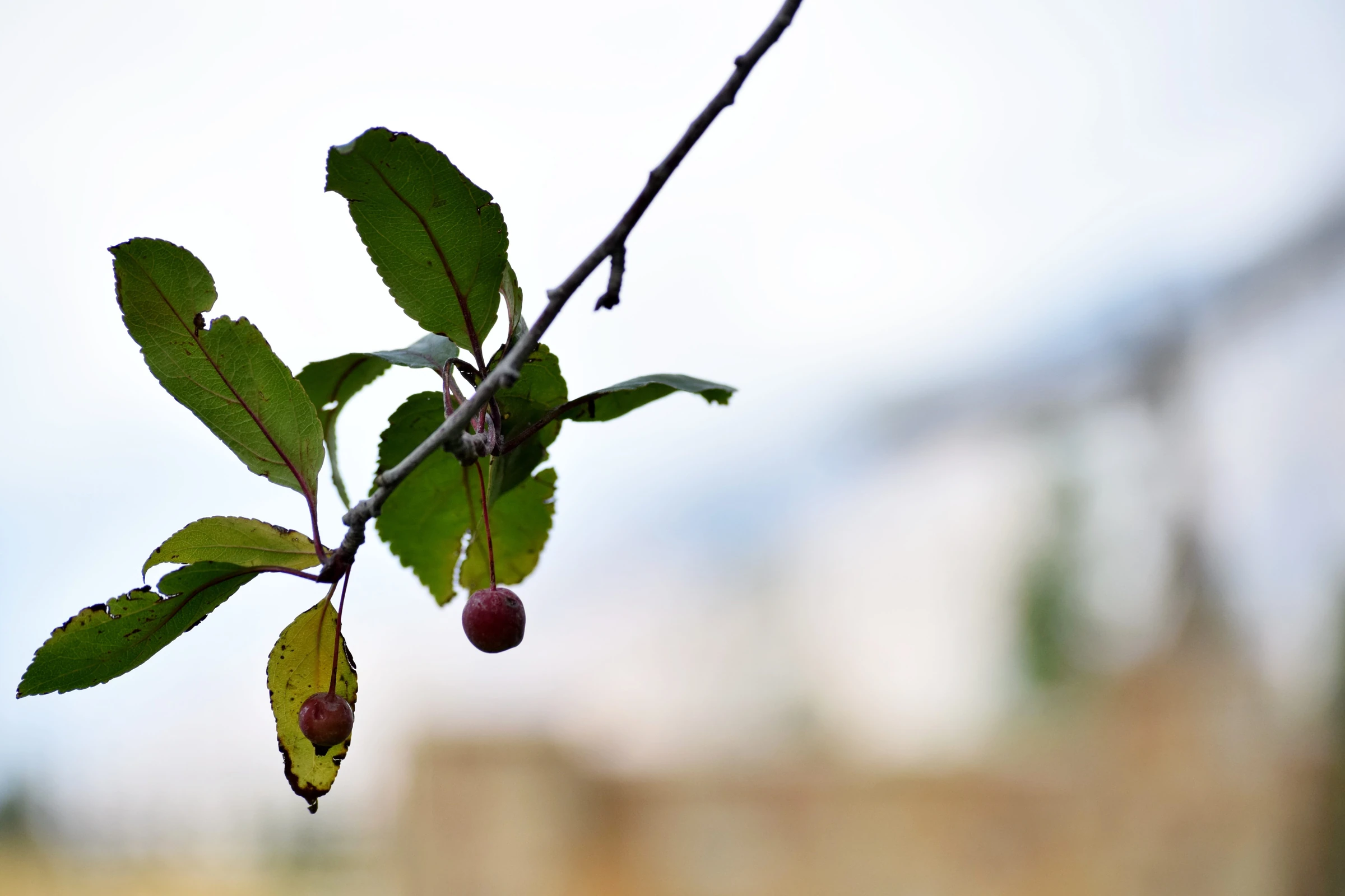 berry